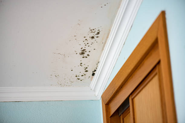 Attic Mold Removal in Grafton, WV