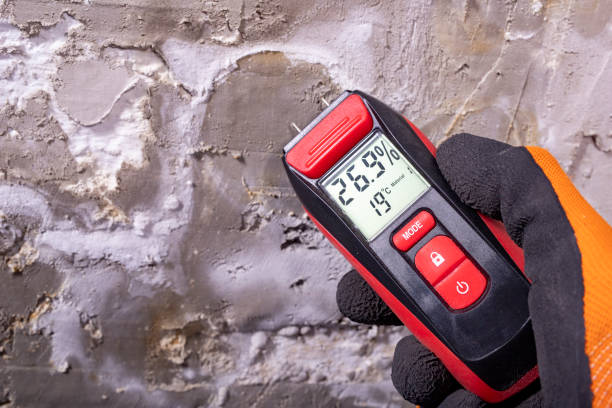 Best Certified Mold Removal  in Grafton, WV