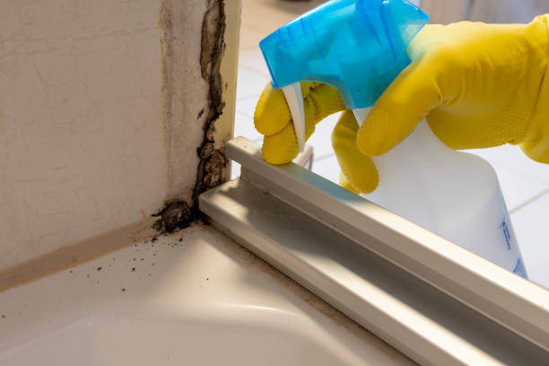 Mold Removal Process in Grafton, WV