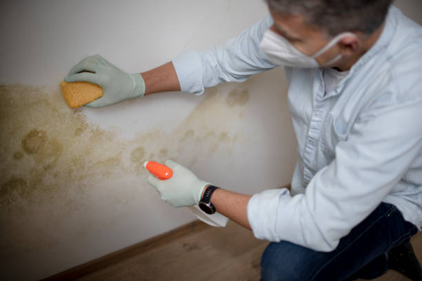 Best Attic Mold Removal  in Grafton, WV