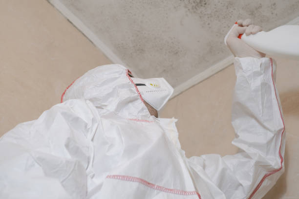 Best Home Mold Removal  in Grafton, WV