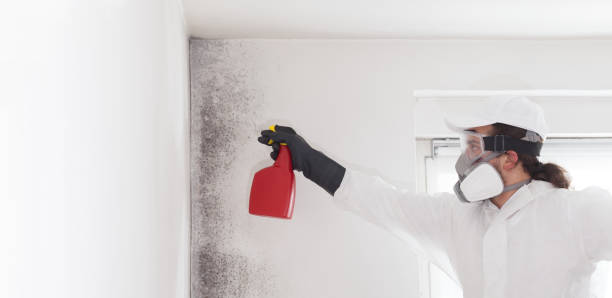 Crawl Space Mold Removal in Grafton, WV
